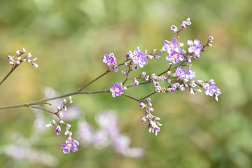 Summer natural macro floral background of perennial Limonium pectin. Field purple flower.