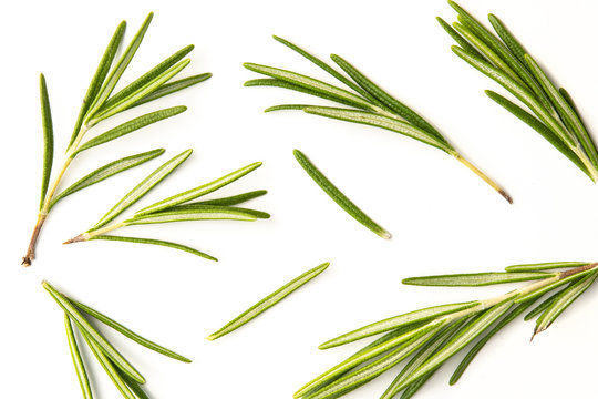 Rosemary twig arranged in a chaotic manner on a white background