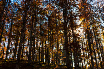 The plateau of Cansiglio in Italy