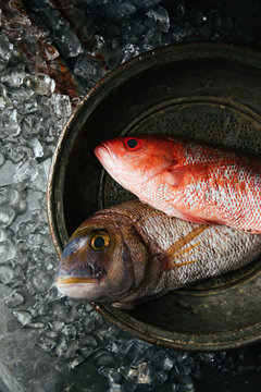 Fresh caught fish