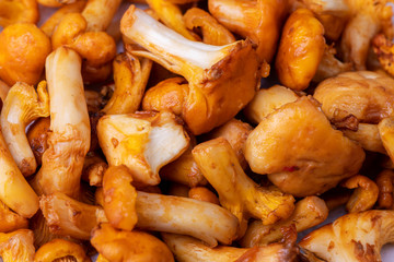 rohe Pfifferlinge auf dunklem Holz