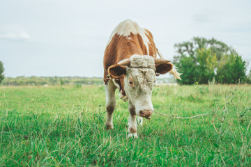 A bull is grazing in the field. Eats grass. Walking in the meadow.
