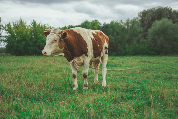 Fototapeta na wymiar A bull is grazing in the field. Eats grass. Walking in the meadow.