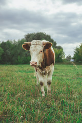 A bull is grazing in the field. Eats grass. Walking in the meadow.