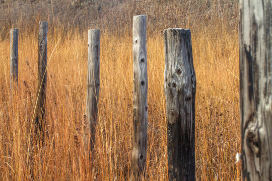 row of weathered wood posts in Kansas meadow with tall grass