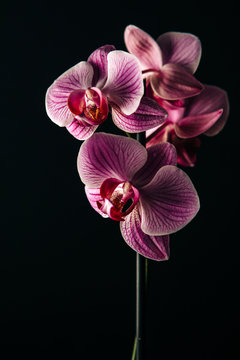 Pink Orchids
