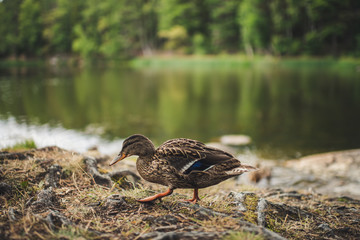 Walking duck
