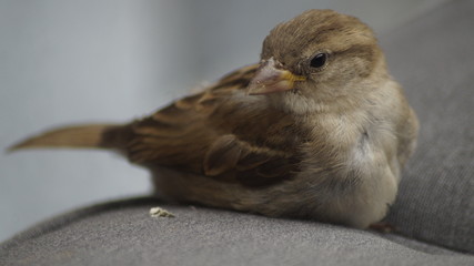 bird