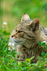 Naklejka na ściany i meble European wildcat (felis silvestris)