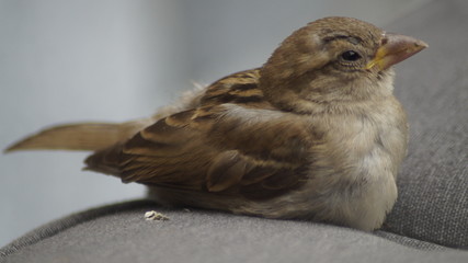bird