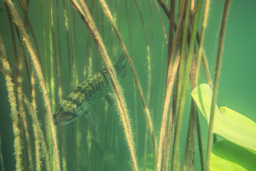 Adventurous picture of wild pike in nature habitat. Huge water volume with offshore vegetation in green tones color with big fish in the middle.
