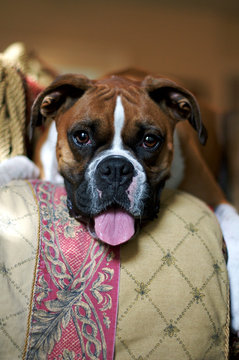 Boxer sitting on couch with tongue out