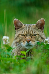 Naklejka na ściany i meble European wildcat (felis silvestris) rleaxing in a meadow