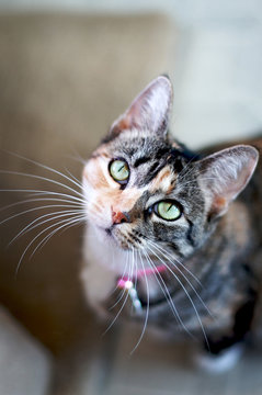 Tabby Cat Looking Up At Camera