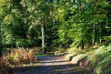 Beautiful sunny day in the autumn forest, Ireland