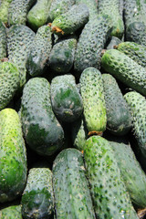 fresh cucumbers on the market