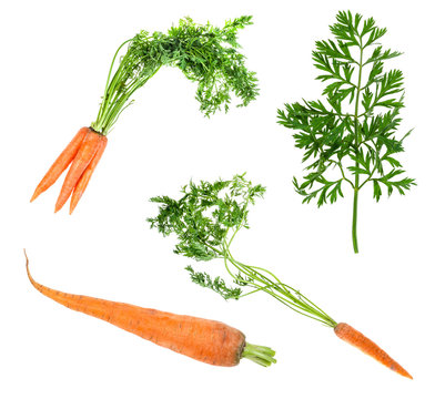 set of fresh carrots cut out on white