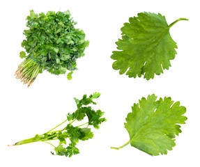set of fresh cilantro herbs cut out on white