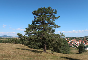 Fototapeta premium Zlatibor Mountain in summer, Serbia
