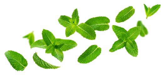 Fresh mint leaves, peppermint foliage isolated on white background