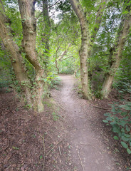 Footpath (trail) through the forest in Eastern England