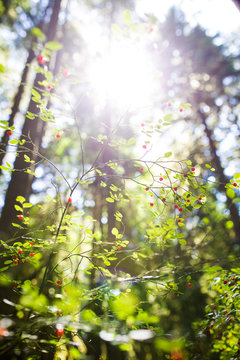 Red huckleberries growing in a sunny forest in BC