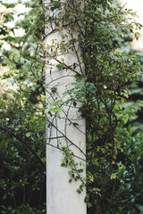 white column in garden wrapped with  rambler roses