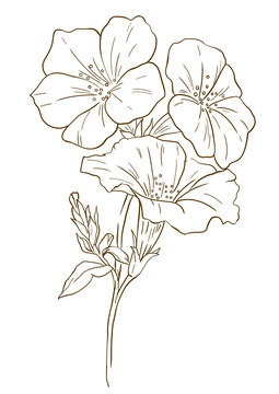 flower motives ,line drawing of flowers , flowers illustrations