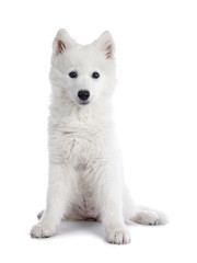 Cute white Samojeed dog pup, sitting facing front. Looking at camera with dark shiny eyes. Isolated on white background. Mouth closed.