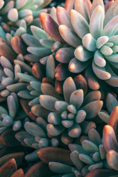 Jewel Toned Autumn Succulents Covered With Morning Dew