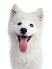 Head shot of cute white Samojeed dog pup. Looking at camera with dark shiny eyes and cute head tilt. Isolated on white background. Tongue out of mouth.