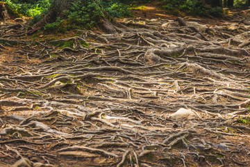 The roots of the trees on the soil surface form an amazing pattern_