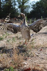 oca con las alas abiertas