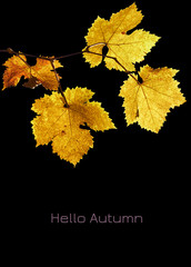 Bright autumn concept: branch with bright yellow leaves isolated on the black background with hello autumn text on the bottom, closeup, copy space
