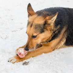 Dog in winter eating meat in the snow_