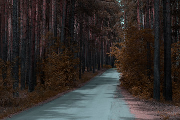 Landscape road in the forest. Beautiful autumn coniferous forest. Travel between tree