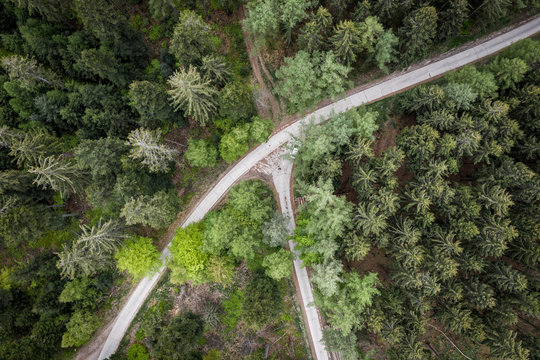 Drone photo of the forest