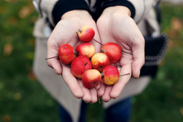 Wild mini apples in the hands of a girl.