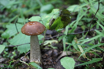 Edible mushrooms in the forest