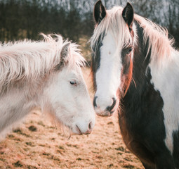 Naklejka na ściany i meble cute loving horses