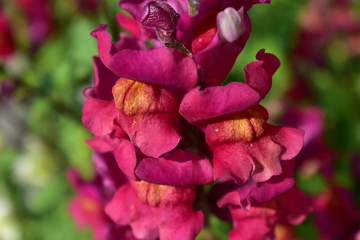 Snapdragons (Antirrhinum) Burgundy Bicolor Snapshot (Snapshot Burgundian).