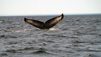 Fototapeta premium A la découverte des baleines du Saint-Laurent