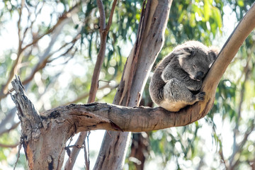Koala on a tree near the Great Ocean Road