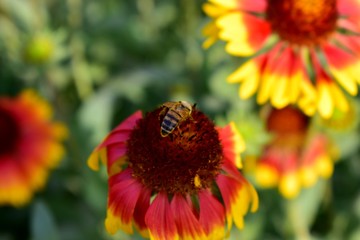 Flowers gaylardiya spinous perennial with bees.