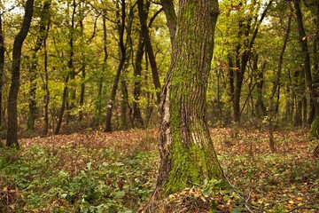 Obraz premium Tree trunk in a forest with moss growing on it