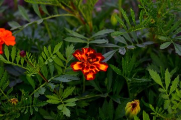 Flowers of marigolds rejected by bonanza orange.