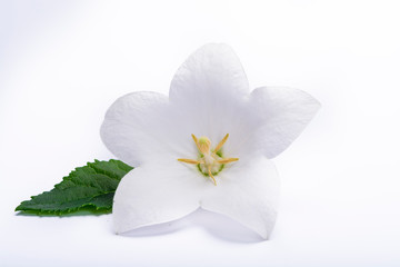 Fototapeta na wymiar White bell flower close up, isolated on white background