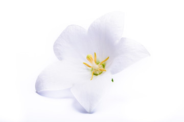 White bell flower close up, isolated on white background