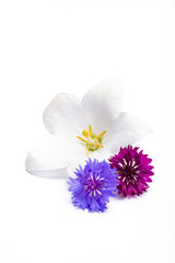 White bell flower and purple cornflowers close up, isolated on white background