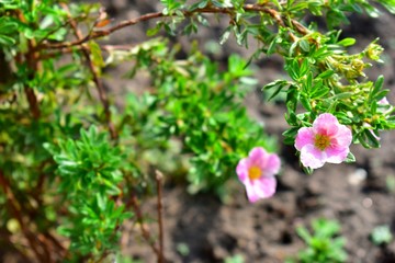 Flowers shrubby Potentilla lovely pink.